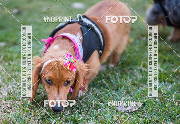 Buy your photos of the eventCo Joo - Festa Julina do Clube dos Salsichanos Ribeiro Preto on Fotop