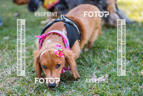 Buy your photos of the eventCo Joo - Festa Julina do Clube dos Salsichanos Ribeiro Preto on Fotop