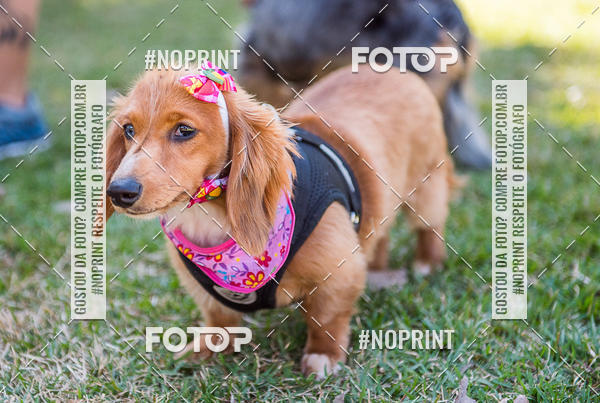 Buy your photos of the eventCo Joo - Festa Julina do Clube dos Salsichanos Ribeiro Preto on Fotop