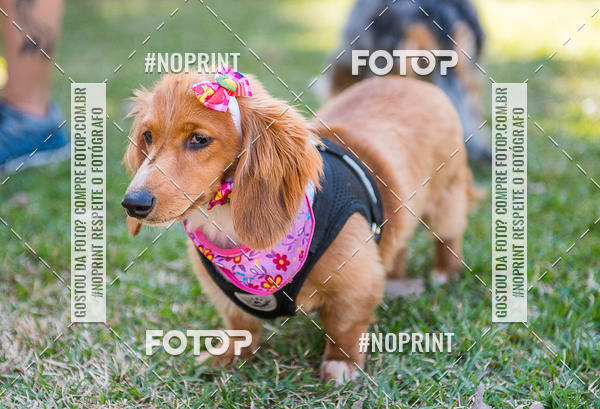 Buy your photos of the eventCo Joo - Festa Julina do Clube dos Salsichanos Ribeiro Preto on Fotop