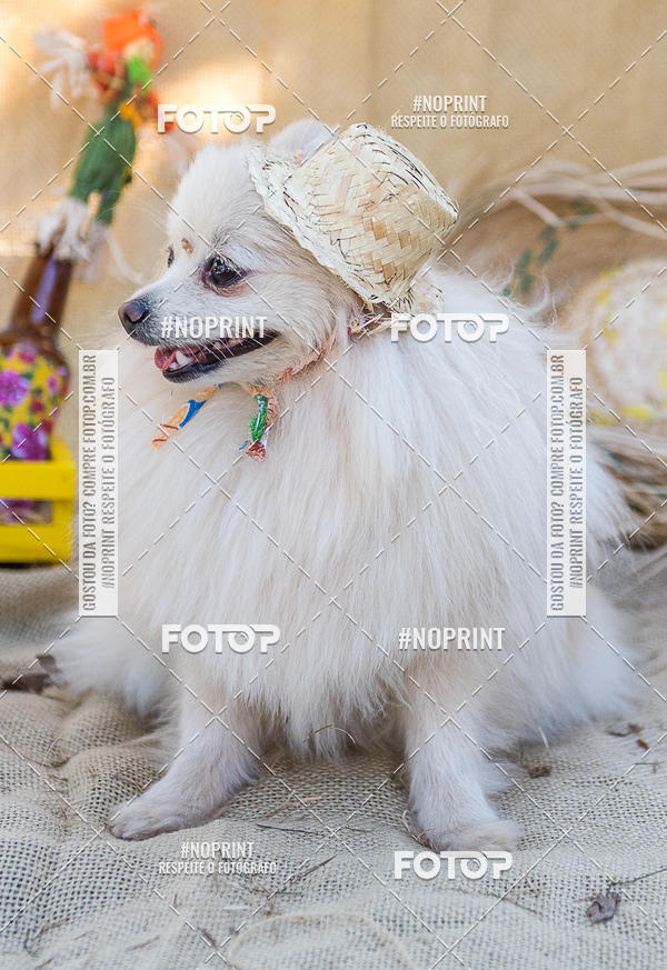 Buy your photos of the eventCo Joo - Festa Julina do Clube dos Salsichanos Ribeiro Preto on Fotop