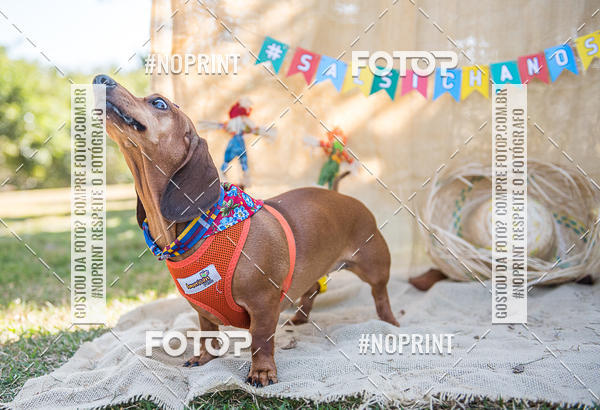 Buy your photos of the eventCo Joo - Festa Julina do Clube dos Salsichanos Ribeiro Preto on Fotop