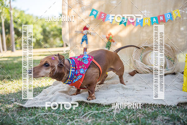 Buy your photos of the eventCo Joo - Festa Julina do Clube dos Salsichanos Ribeiro Preto on Fotop