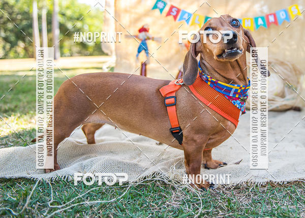 Compra tus fotos del eventoCo Joo - Festa Julina do Clube dos Salsichanos Ribeiro Preto En Fotop