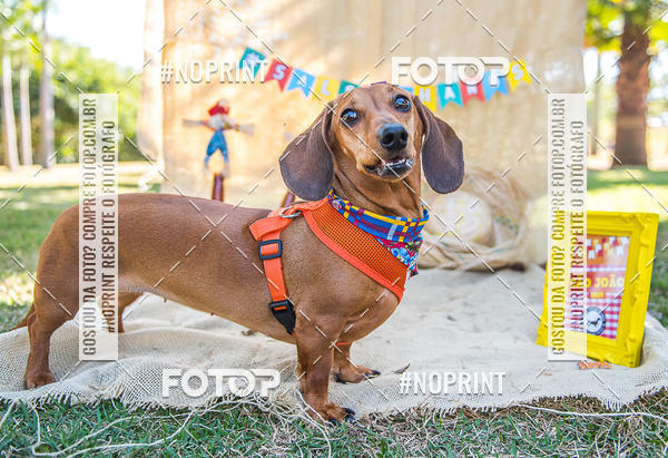 Buy your photos of the eventCo Joo - Festa Julina do Clube dos Salsichanos Ribeiro Preto on Fotop