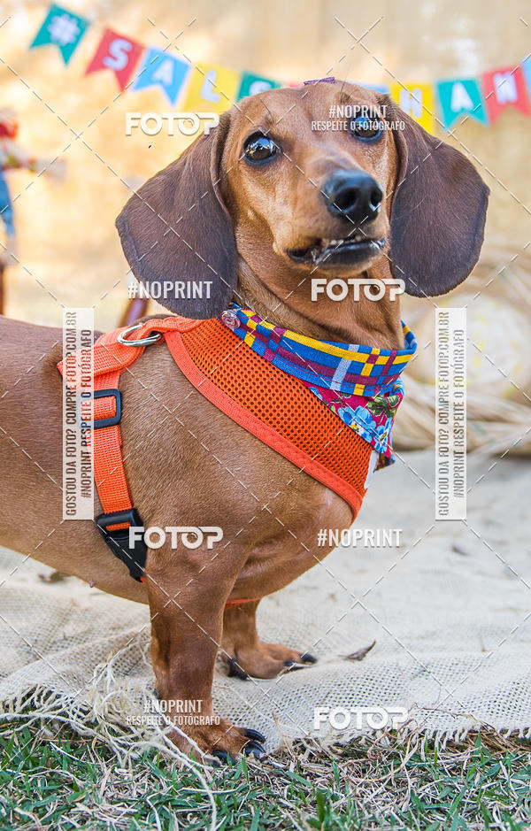 Buy your photos of the eventCo Joo - Festa Julina do Clube dos Salsichanos Ribeiro Preto on Fotop