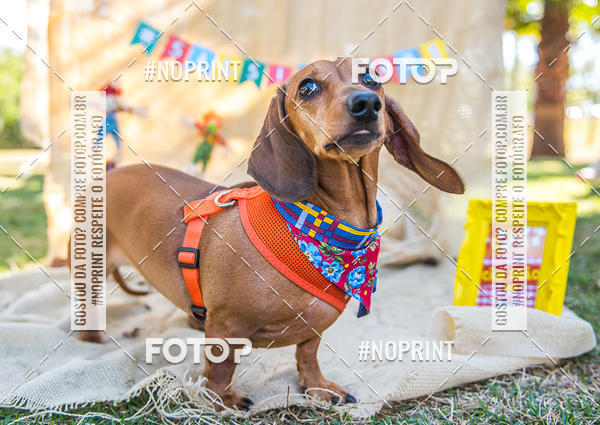 Buy your photos of the eventCo Joo - Festa Julina do Clube dos Salsichanos Ribeiro Preto on Fotop