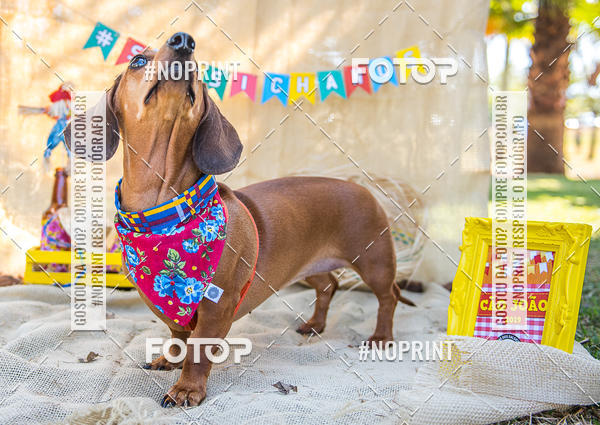 Buy your photos of the eventCo Joo - Festa Julina do Clube dos Salsichanos Ribeiro Preto on Fotop