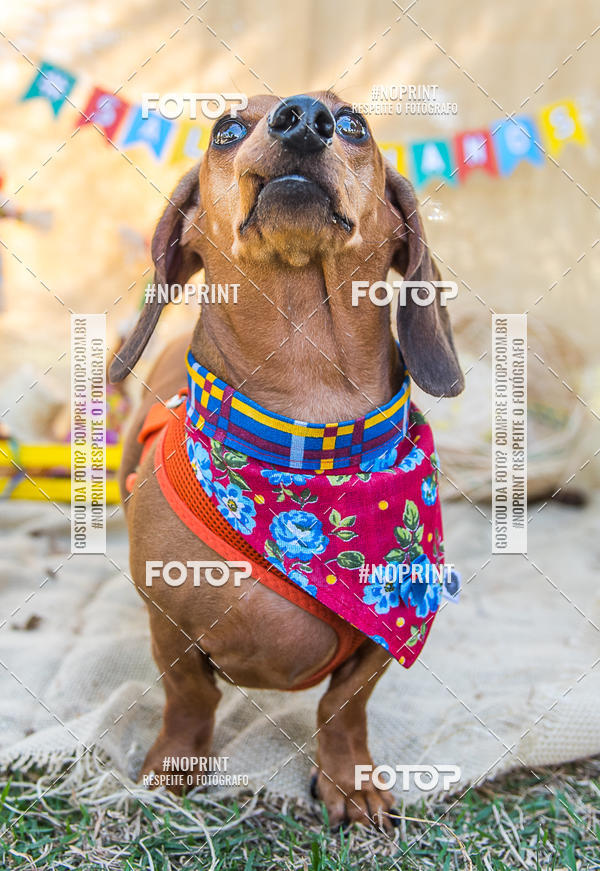 Compra tus fotos del eventoCo Joo - Festa Julina do Clube dos Salsichanos Ribeiro Preto En Fotop
