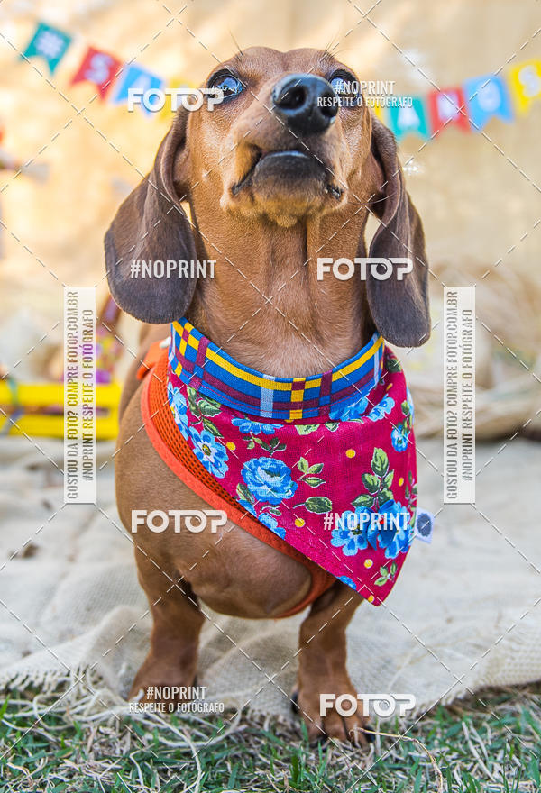 Buy your photos of the eventCo Joo - Festa Julina do Clube dos Salsichanos Ribeiro Preto on Fotop