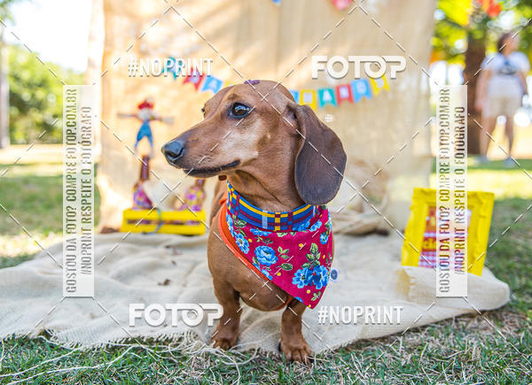 Buy your photos of the eventCo Joo - Festa Julina do Clube dos Salsichanos Ribeiro Preto on Fotop