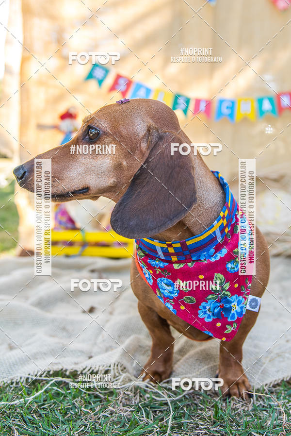 Compra tus fotos del eventoCo Joo - Festa Julina do Clube dos Salsichanos Ribeiro Preto En Fotop