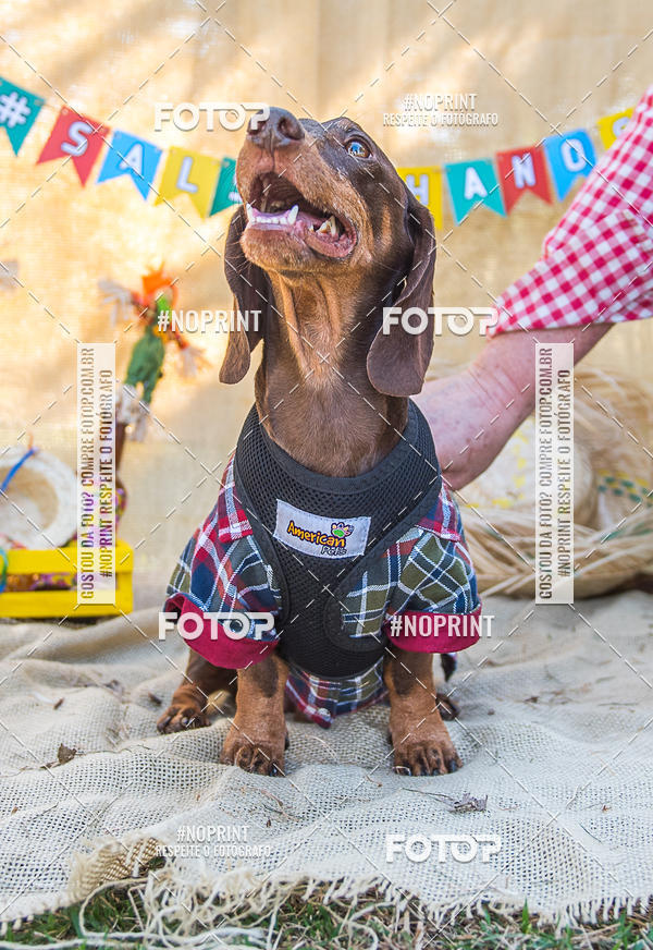 Buy your photos of the eventCo Joo - Festa Julina do Clube dos Salsichanos Ribeiro Preto on Fotop