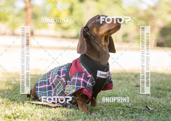 Buy your photos of the eventCo Joo - Festa Julina do Clube dos Salsichanos Ribeiro Preto on Fotop