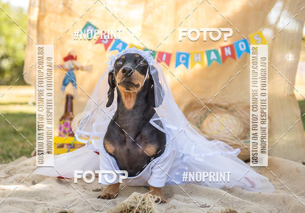 Buy your photos of the eventCo Joo - Festa Julina do Clube dos Salsichanos Ribeiro Preto on Fotop