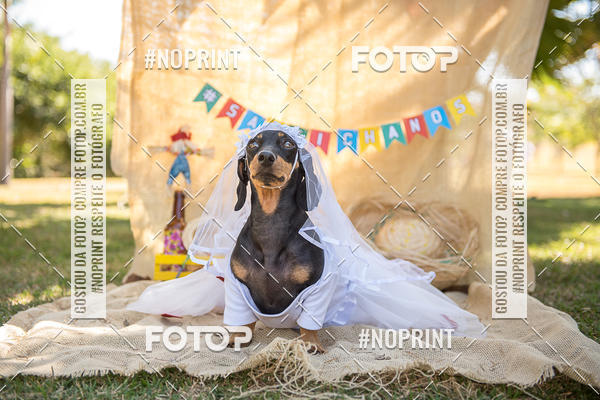 Buy your photos of the eventCo Joo - Festa Julina do Clube dos Salsichanos Ribeiro Preto on Fotop