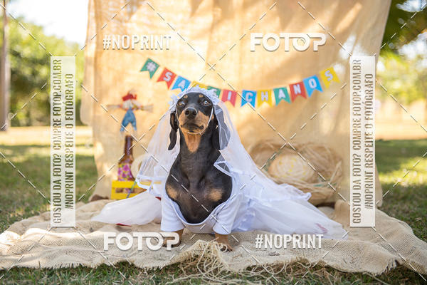 Buy your photos of the eventCo Joo - Festa Julina do Clube dos Salsichanos Ribeiro Preto on Fotop