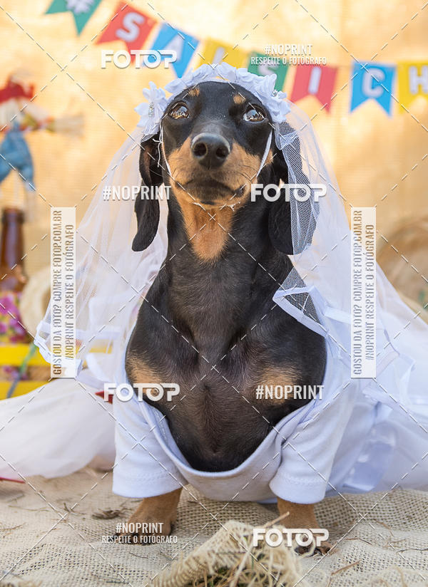 Achetez vos photos de l'vnementCo Joo - Festa Julina do Clube dos Salsichanos Ribeiro Preto sur Fotop