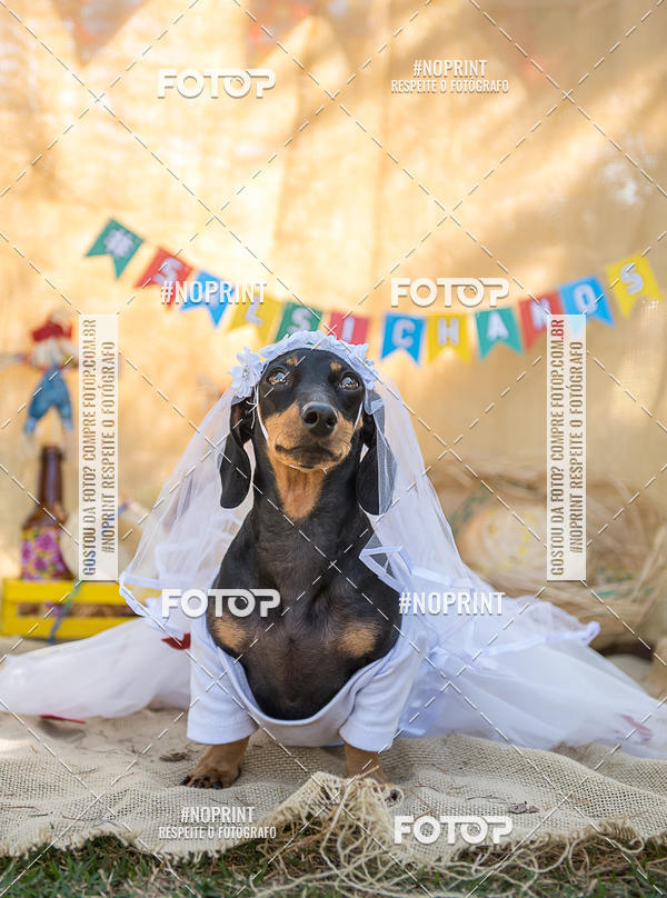 Achetez vos photos de l'vnementCo Joo - Festa Julina do Clube dos Salsichanos Ribeiro Preto sur Fotop
