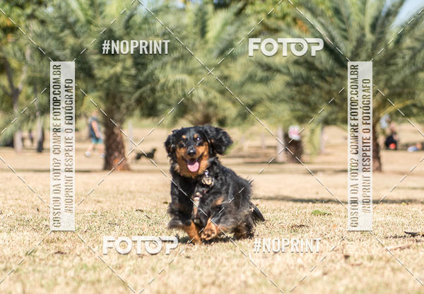 Buy your photos of the eventCo Joo - Festa Julina do Clube dos Salsichanos Ribeiro Preto on Fotop