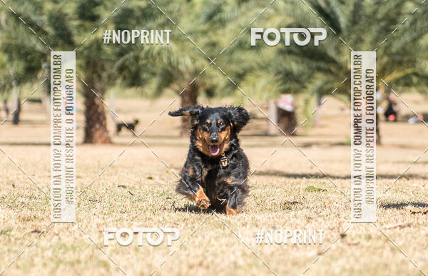 Achetez vos photos de l'vnementCo Joo - Festa Julina do Clube dos Salsichanos Ribeiro Preto sur Fotop