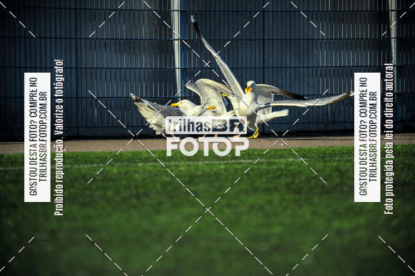 Buy your photos of the eventGothia Cup on Fotop