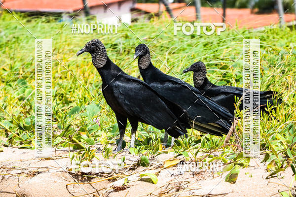 Buy your photos of the eventDesafio Trail Run Adventure  - Etapa Maragogi on Fotop