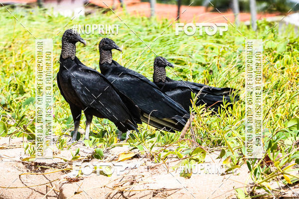 Buy your photos of the eventDesafio Trail Run Adventure  - Etapa Maragogi on Fotop