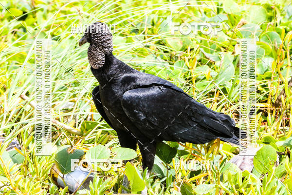 Buy your photos of the eventDesafio Trail Run Adventure  - Etapa Maragogi on Fotop