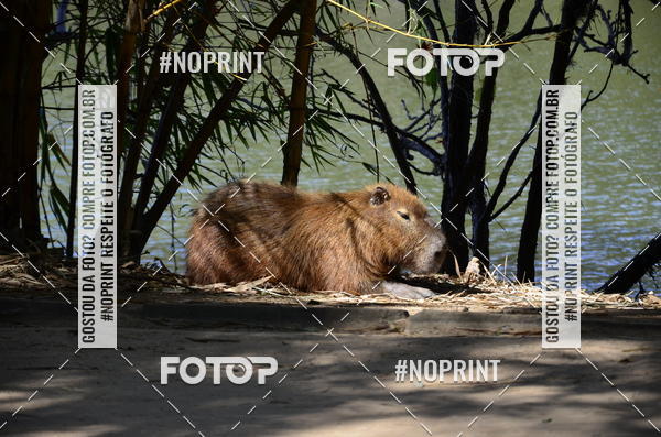 Buy your photos of the eventUltramarathon Internacional 24hs Run 2019 on Fotop