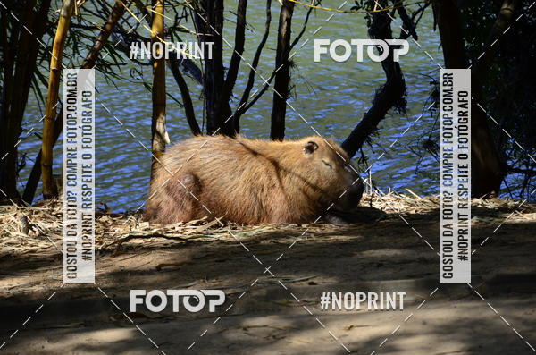 Buy your photos of the eventUltramarathon Internacional 24hs Run 2019 on Fotop