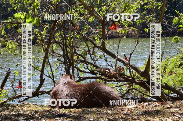 Buy your photos of the eventUltramarathon Internacional 24hs Run 2019 on Fotop