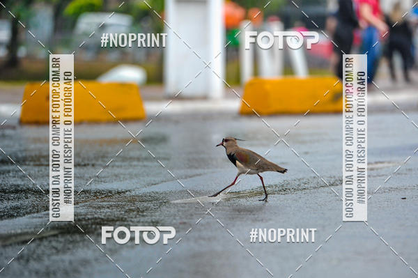 Buy your photos of the eventSantander Track & Field - 2019 on Fotop