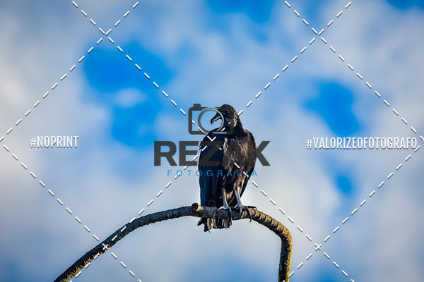 Achetez vos photos de l'vnementTreino no COE  (03/08/2019)  sur Fotop