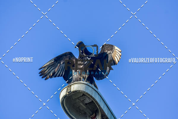 Acquista le foto dell'eventoTreino no COE  (03/08/2019)  in Fotop