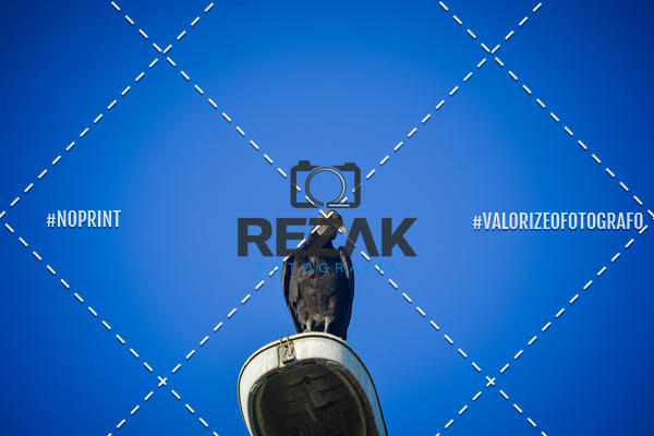 Acquista le foto dell'eventoTreino no COE  (03/08/2019)  in Fotop