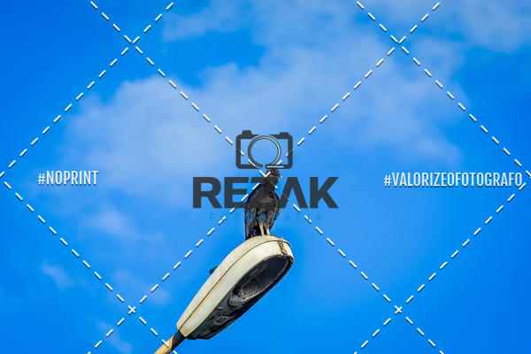 Acquista le foto dell'eventoTreino no COE  (03/08/2019)  in Fotop