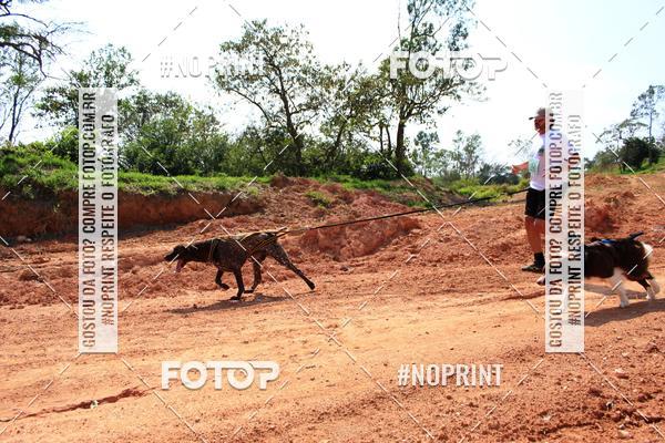 Achetez vos photos de l'vnementTreino Premiado de Canicross sur Fotop