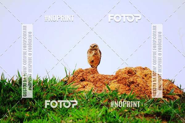 Achetez vos photos de l'vnementTreino Premiado de Canicross sur Fotop