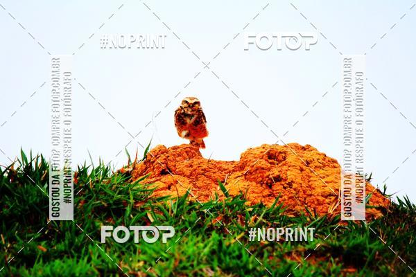 Achetez vos photos de l'vnementTreino Premiado de Canicross sur Fotop