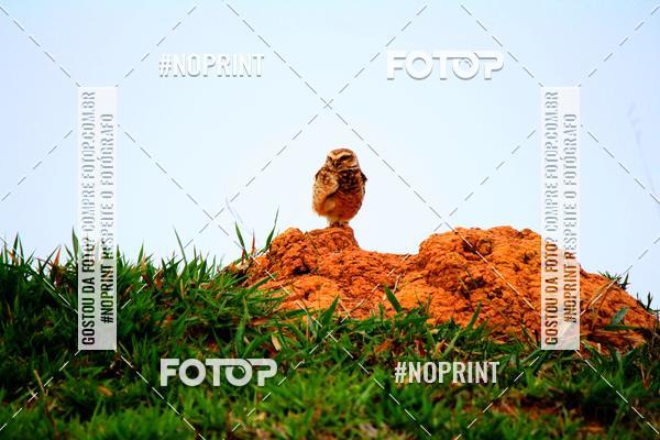 Achetez vos photos de l'vnementTreino Premiado de Canicross sur Fotop