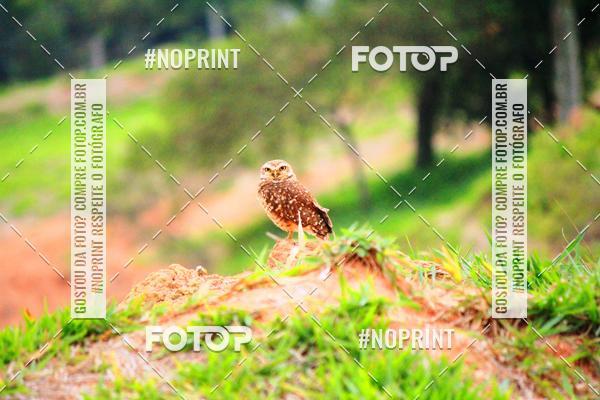 Achetez vos photos de l'vnementTreino Premiado de Canicross sur Fotop