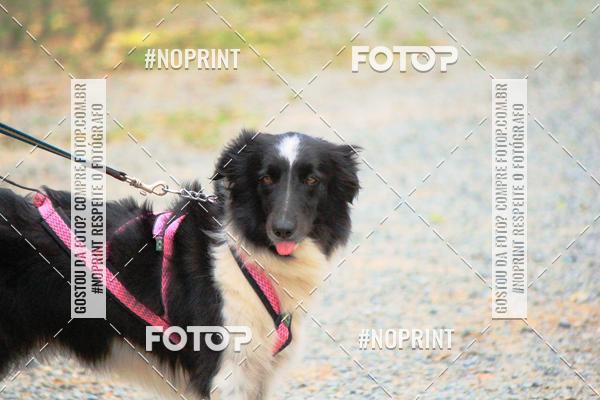 Achetez vos photos de l'vnementTreino Premiado de Canicross sur Fotop