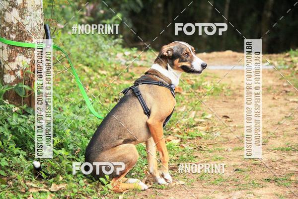 Acquista le foto dell'eventoTreino Premiado de Canicross in Fotop