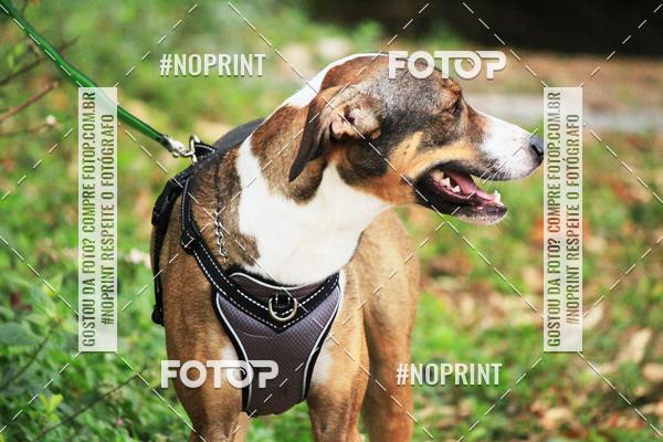 Acquista le foto dell'eventoTreino Premiado de Canicross in Fotop