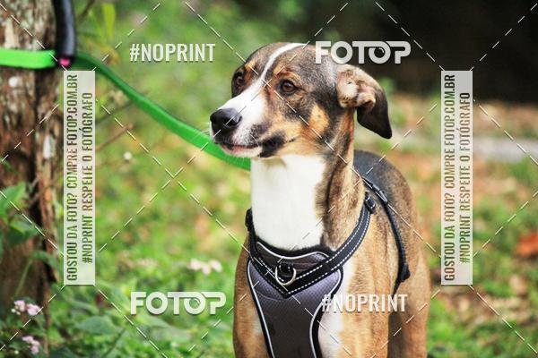 Acquista le foto dell'eventoTreino Premiado de Canicross in Fotop