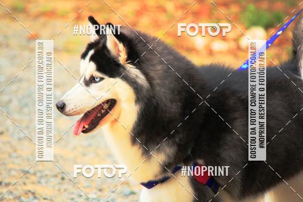 Acquista le foto dell'eventoTreino Premiado de Canicross in Fotop