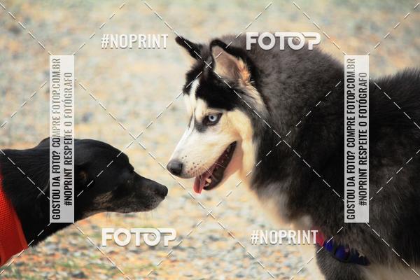 Acquista le foto dell'eventoTreino Premiado de Canicross in Fotop