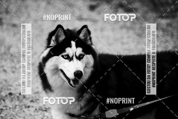 Acquista le foto dell'eventoTreino Premiado de Canicross in Fotop