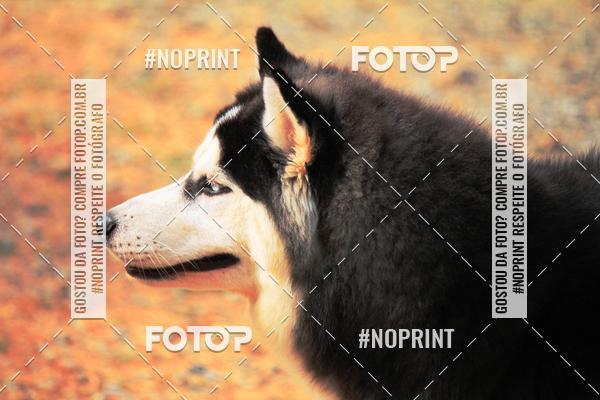 Acquista le foto dell'eventoTreino Premiado de Canicross in Fotop